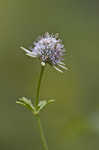 Blueflower eryngo